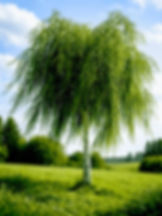 Берёза повислая (Betula pendula)