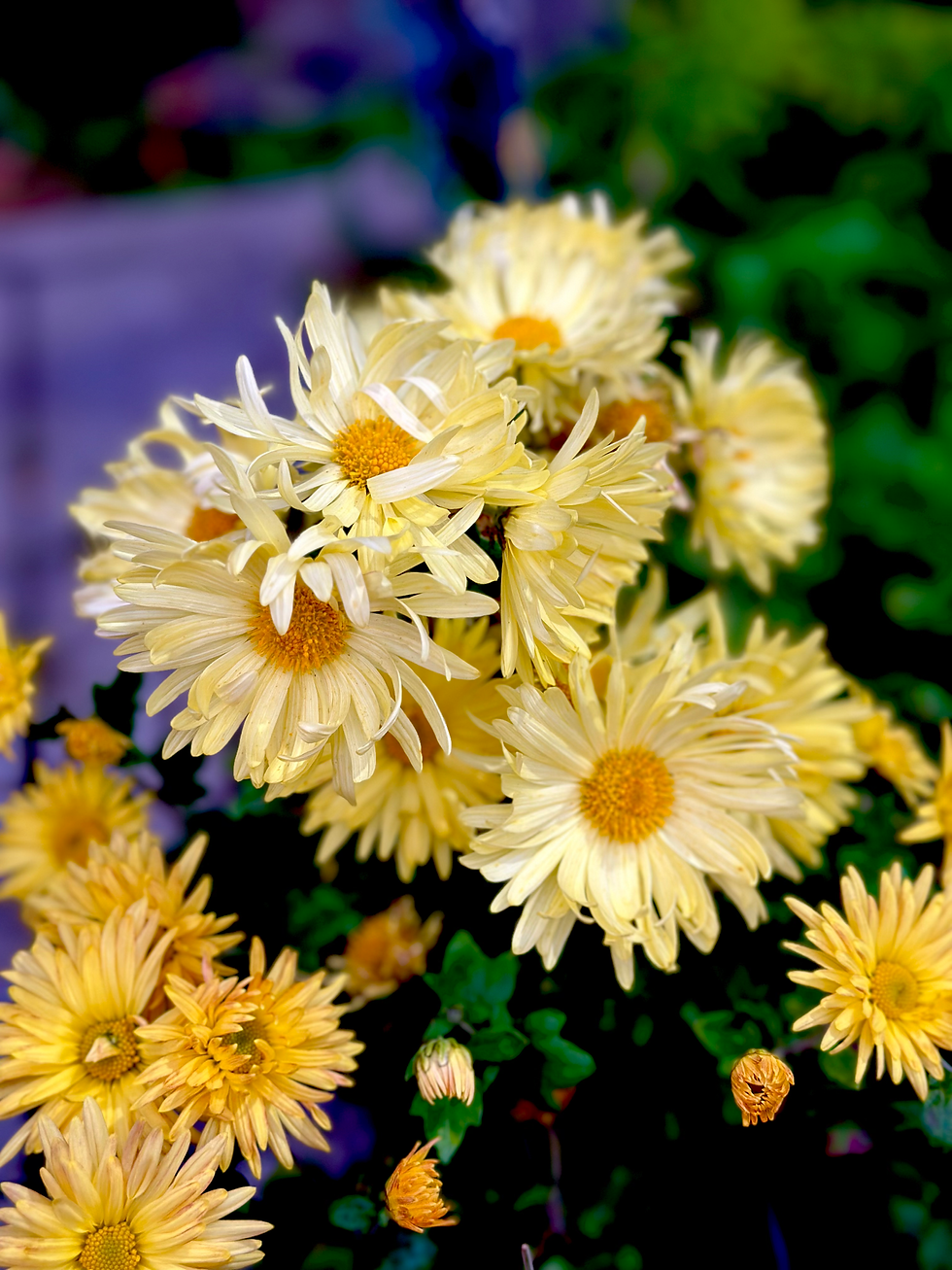 Миниатюра: Хризантема #В32 Лимон (Chrysanthemum кorean Lemon)
