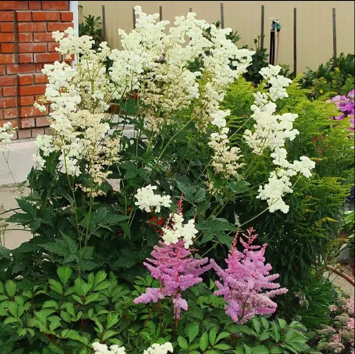 Лабазник вязолистный Таволга Плена (Filipendula ulmaria Plena)