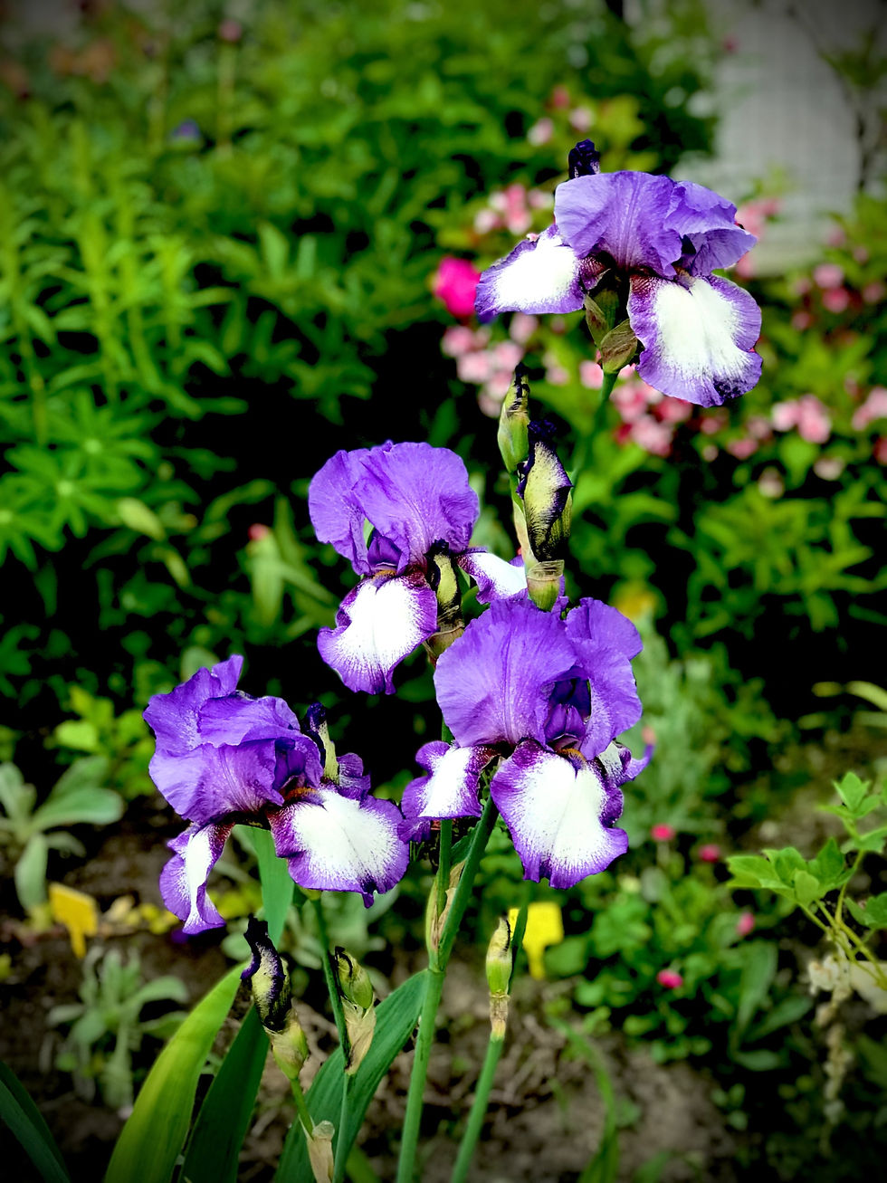 Миниатюра: Ирис германский #7 (Iris germanica)