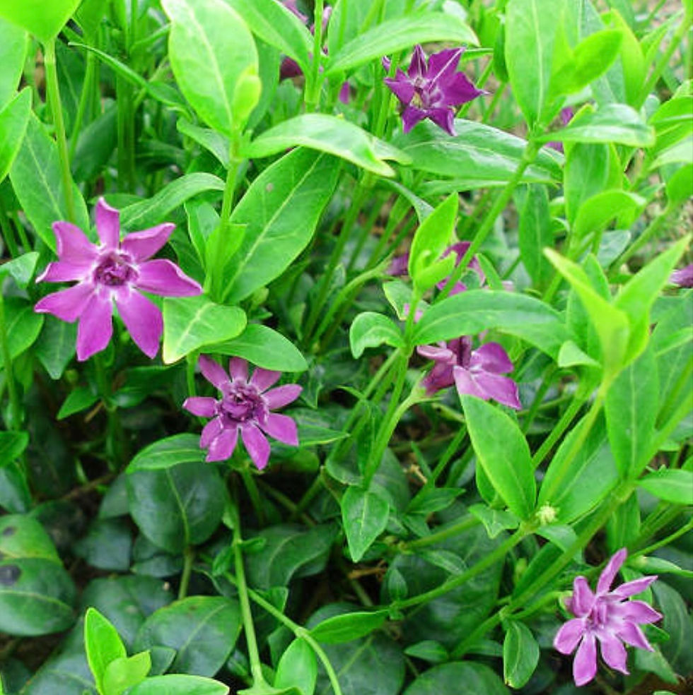 Миниатюра: Барвинок малый Рубра Плена (Vinca minor Rubra Plena)