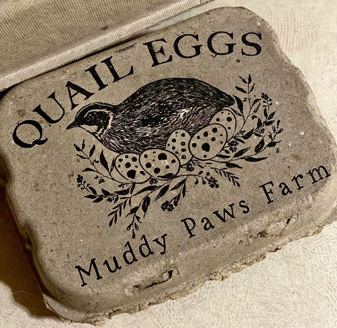 12 Fresh Quail Eggs