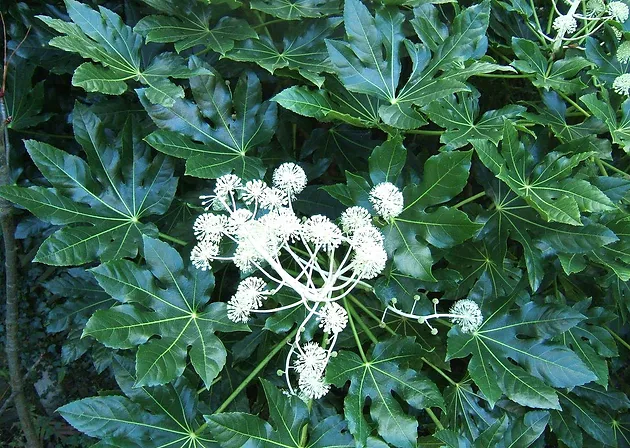 有機野菜 有機栽培 モリンガ 株式会社 産 田主丸町八幡