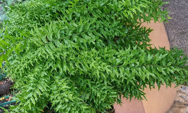 The fishtail fern fronds split at the tip , creating the playful "fish tail" look that makes this plant so unique"