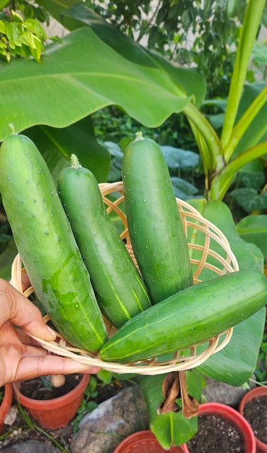 Why are My Cucumbers Bitter? How to Grow Sweet Fruit