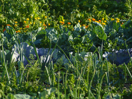 Why Do Plant Leaves Droop at Night? (The Science of Plant Sleep)