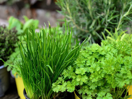 5 Easy Herbs to Grow in Pots (That Actually Thrive in Warm & Tropical Climates)