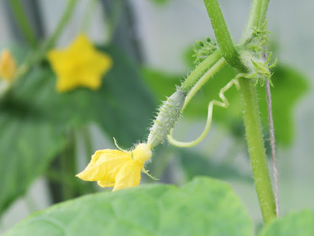Growing Crispy Cucumbers in Jamaica: The Ultimate Small-Space Guide
