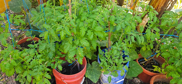 " Tomatoes just beginning to blossom in their sunny spot beside the banana plant."