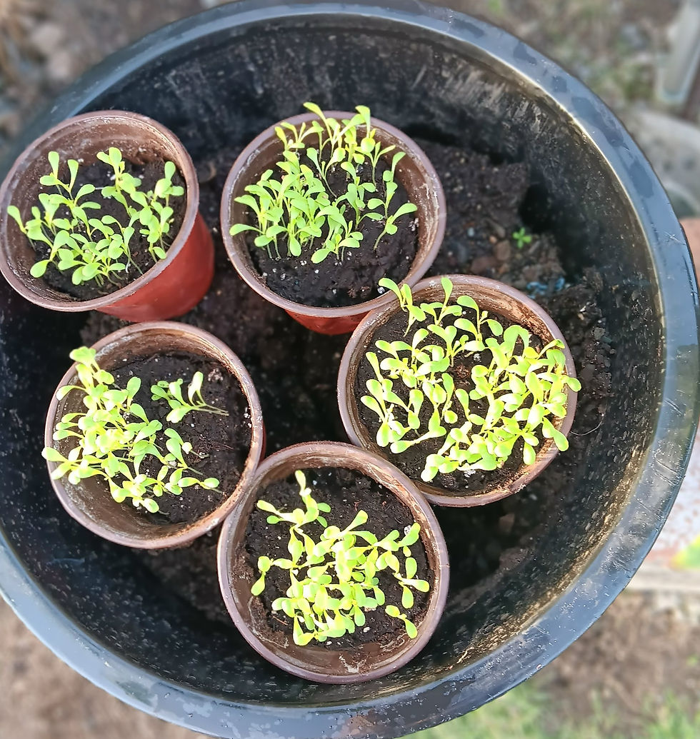 "Healthy lettuce starts here - young greens thriving in pots ready to grow into crisp leaves"
