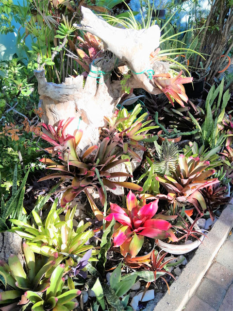Bromeliad Care Guide: How to Grow Nature's Air Plants