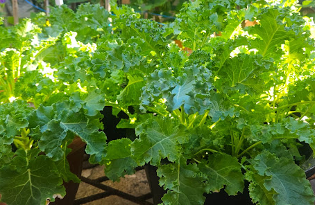 How to Grow Kale in Pots: Complete Tropical Guide