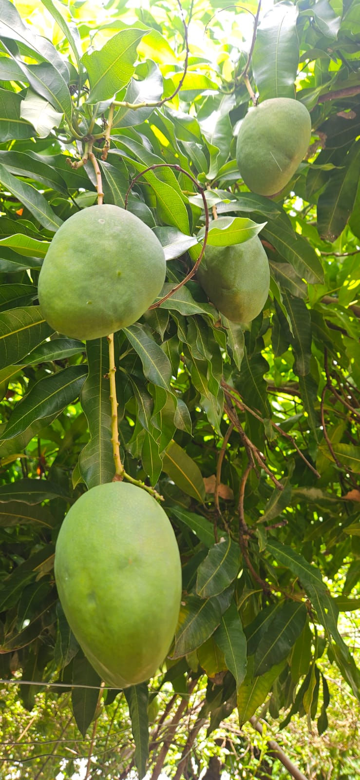 The promise of abundance. Green Julie mangoes filling out on branch, just a few weeks away from turning into sweet creamy perfection.