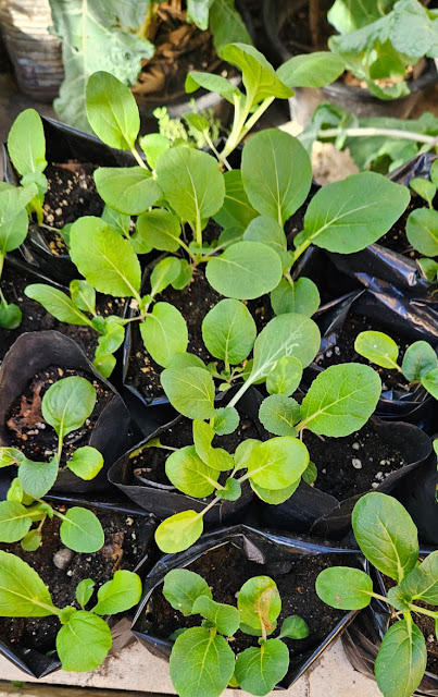 “These young Bok Choy plants show how well the crop adapts to seedling bags in warm climates. With moist soil and steady care, they’ll soon grow into crisp, leafy greens ready for harvest.”