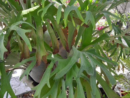 How to Mount and Care for Staghorn Ferns: Complete Guide