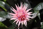 " Silvery leaves pink bracts"