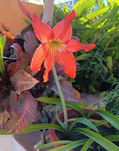 Amaryllis Care Guide: How to Plant, Grow, and Rebloom Bulbs
