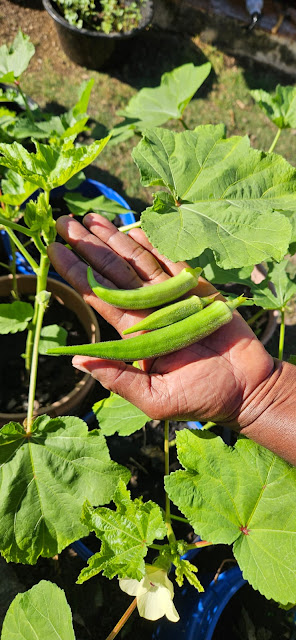 " The thrill of the first harvest- fresh okra in hand, garden dreams coming true".