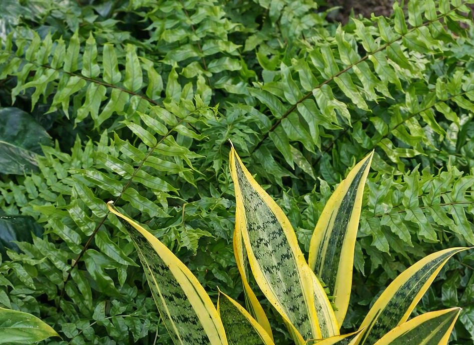 " Fishtail Fern focus: -soft textures that bring depth and calm to any space"