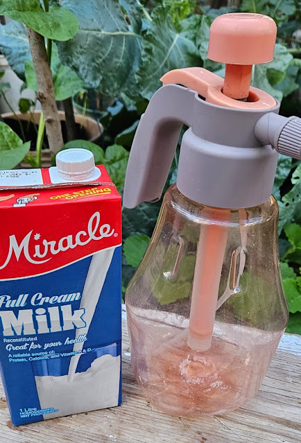 "Proteins and sunshine- milk turns into a quiet antifungal shield right on leaves"