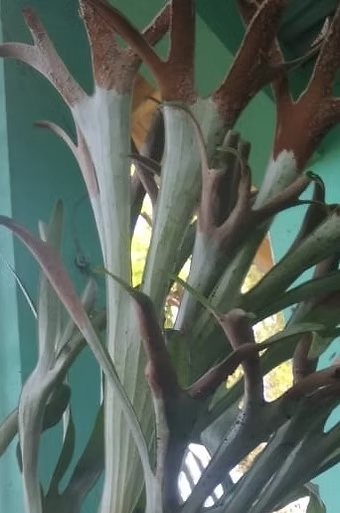 "A living wall accent : staghorn fern in full form: