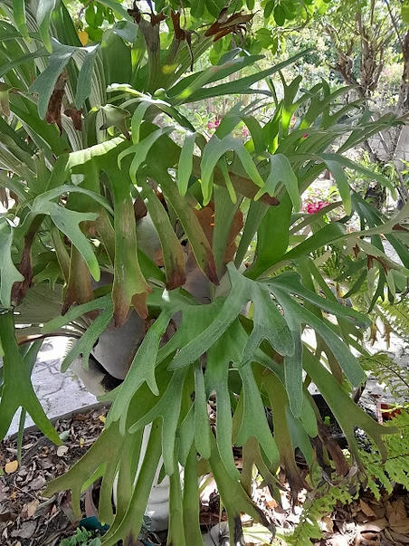 "Staghorn Fern- a living sculpture with antler-like fronds, perfect for adding bold tropical character to your garden or patio."
