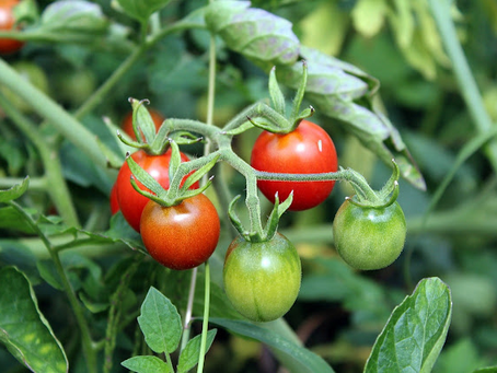 Growing Tomatoes: In-Ground vs. Container Gardening – Which is Best for You?
