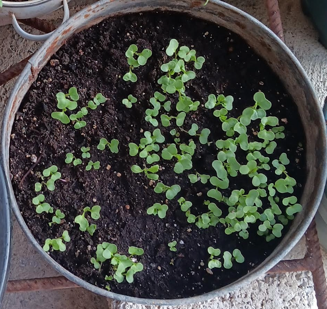 "Tiny kale sprouts pushing through- the first step towards a tropical superfood harvest".