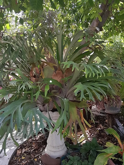 "Epiphytic staghorn fern thriving in tropical light,