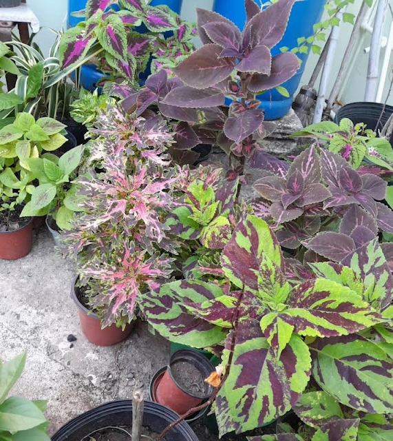 Coleus Care Guide: Grow Vibrant & Bushy Balcony Foliage