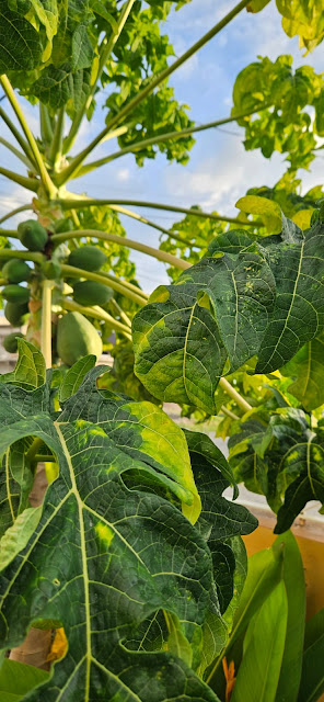 "I still remember when this papaya tree would flower but never set fruit".