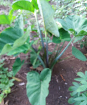 How to Grow Jamaican Coco + Authentic Red Peas Soup Recipe