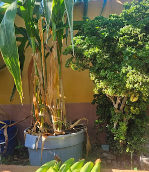 5 Container Gardening Mistakes Beginners Make( And How to Fix Them)