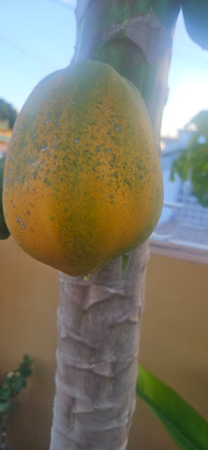 " From blossom to fruit, patience is rewarded"