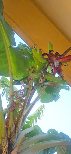 Garden Journal: My Plantain Tree Survived a Hurricane!