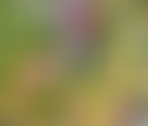 Garden Journal: Sweet Progress My Pineapple Plant Bears Fruit