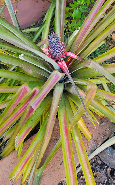 Garden Journal: Sweet Progress My Pineapple Plant Bears Fruit
