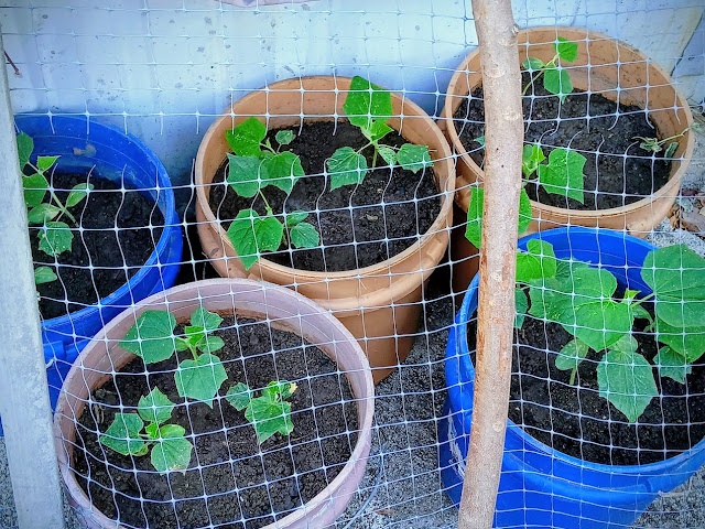 "New beginnings- tiny plants reaching for the light"
