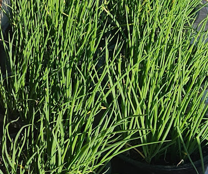Hopey's Garden Guide for Growing Scallion in a Tropical Climate
