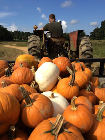 Rob Jones who is a land salesman pulling a load of pumpkins with a tractor.