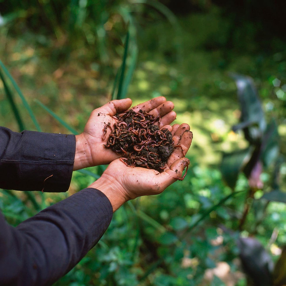 Two hands holding healthy soil with earth worms