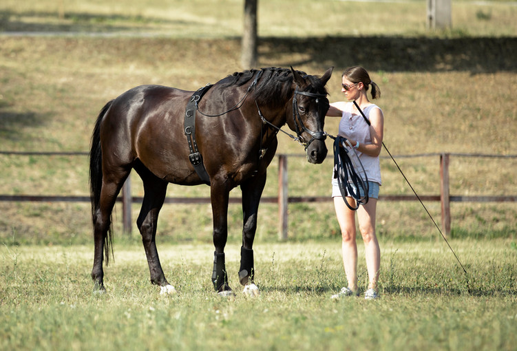 Lunging with the EquiBalance® Training Rein & Cavesson showcases the required precision of rein aids and ensures the horse's comfort for optimal performance. This horse training equipment is designed by Vivid Heritage.