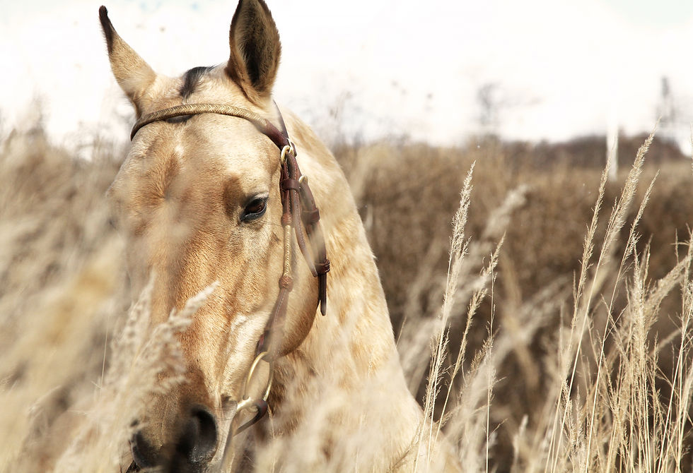 Bathir Bey, Ahkal Teke Stallion, who influenced the creation of the EquiBalance®- Gymnastic System in 2012.