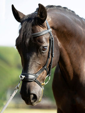 The Advantages of Lunging with a Cavesson