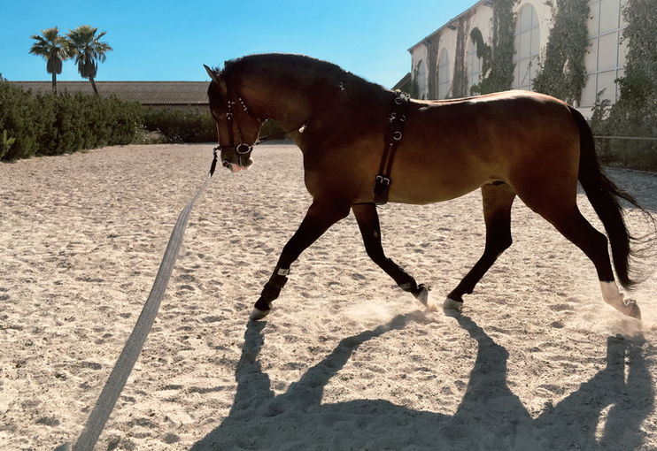Lunging with the EquiBalance® Training Rein & Cavesson showcases the required precision of rein aids and ensures the horse's comfort for optimal performance. This horse training equipment is designed by Vivid Heritage.