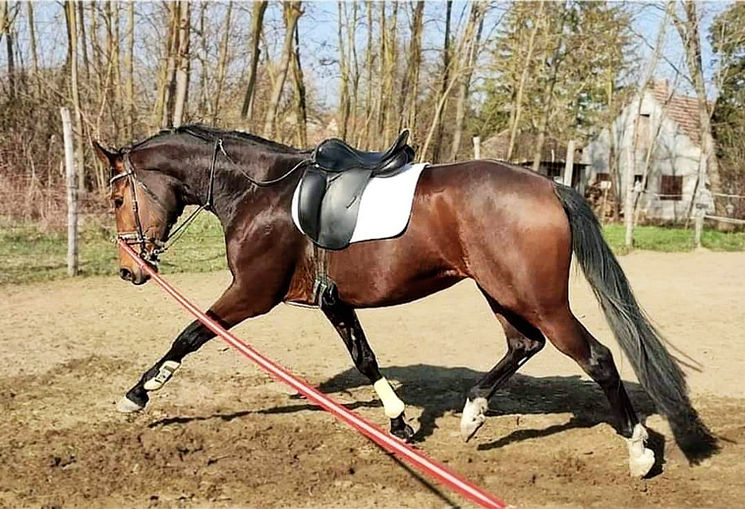 Lunging with the EquiBalance® Training Rein & Cavesson showcases the required precision of rein aids and ensures the horse's comfort for optimal performance. This horse training equipment is designed by Vivid Heritage.