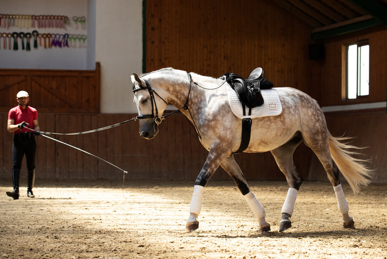 Lunging with the EquiBalance® Training Rein & Cavesson showcases the required precision of rein aids and ensures the horse's comfort for optimal performance. This horse training equipment is designed by Vivid Heritage.