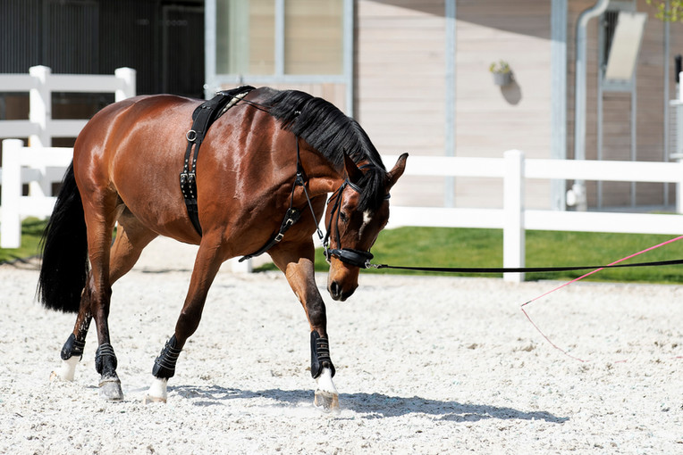 Lunging with the EquiBalance® Training Rein & Cavesson showcases the required precision of rein aids and ensures the horse's comfort for optimal performance. This horse training equipment is designed by Vivid Heritage.