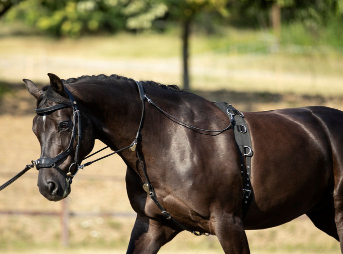 Lunging with the EquiBalance® Training Rein & Cavesson showcases the required precision of rein aids and ensures the horse's comfort for optimal performance. This horse training equipment is designed by Vivid Heritage.