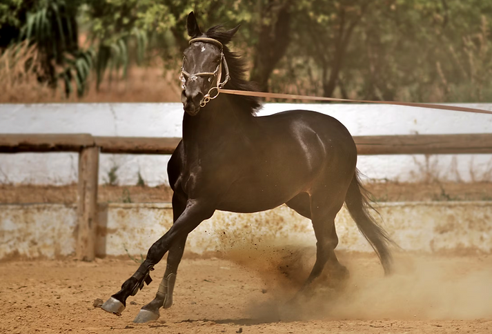 Lunging on bridle